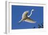 Great Egret (Ardea Alba) in Breeding Plumage-Lynn M^ Stone-Framed Photographic Print