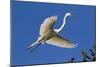 Great Egret (Ardea Alba) in Breeding Plumage-Lynn M^ Stone-Mounted Photographic Print