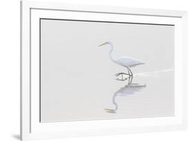 Great Egret, Ardea alba, in wetland in fog, Illinois-Richard & Susan Day-Framed Premium Photographic Print