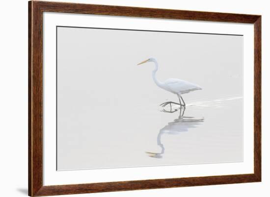 Great Egret, Ardea alba, in wetland in fog, Illinois-Richard & Susan Day-Framed Premium Photographic Print