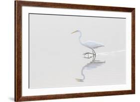 Great Egret, Ardea alba, in wetland in fog, Illinois-Richard & Susan Day-Framed Premium Photographic Print