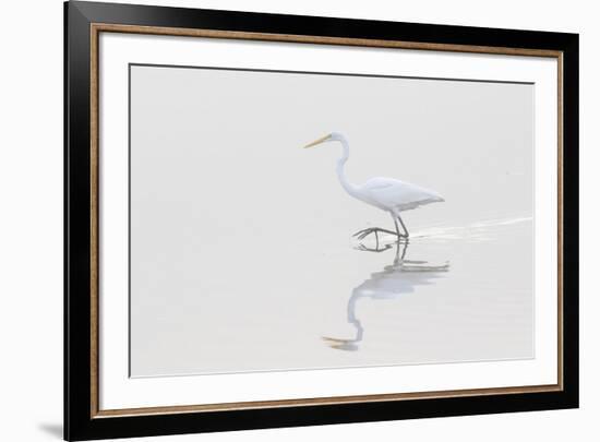 Great Egret, Ardea alba, in wetland in fog, Illinois-Richard & Susan Day-Framed Premium Photographic Print