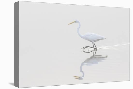 Great Egret, Ardea alba, in wetland in fog, Illinois-Richard & Susan Day-Stretched Canvas