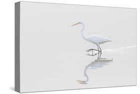 Great Egret, Ardea alba, in wetland in fog, Illinois-Richard & Susan Day-Stretched Canvas