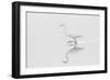 Great Egret, Ardea alba, in wetland in fog, Illinois-Richard & Susan Day-Framed Photographic Print