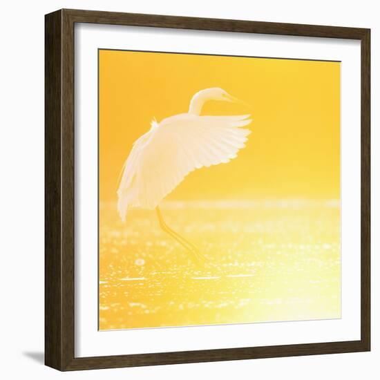 Great Egret (Ardea Alba) Landing at Sunrise, Elbe Biosphere Reserve, Lower Saxony, Germany-Damschen-Framed Photographic Print