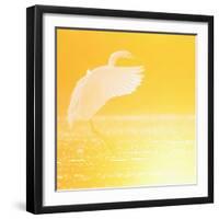 Great Egret (Ardea Alba) Landing at Sunrise, Elbe Biosphere Reserve, Lower Saxony, Germany-Damschen-Framed Photographic Print