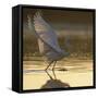 Great Egret (Ardea Alba) Landing on Water, Elbe Biosphere Reserve, Lower Saxony, Germany-Damschen-Framed Stretched Canvas