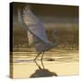 Great Egret (Ardea Alba) Landing on Water, Elbe Biosphere Reserve, Lower Saxony, Germany-Damschen-Stretched Canvas