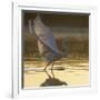 Great Egret (Ardea Alba) Landing on Water, Elbe Biosphere Reserve, Lower Saxony, Germany-Damschen-Framed Photographic Print