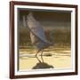 Great Egret (Ardea Alba) Landing on Water, Elbe Biosphere Reserve, Lower Saxony, Germany-Damschen-Framed Photographic Print