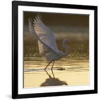 Great Egret (Ardea Alba) Landing on Water, Elbe Biosphere Reserve, Lower Saxony, Germany-Damschen-Framed Photographic Print