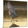 Great Egret (Ardea Alba) Landing on Water, Elbe Biosphere Reserve, Lower Saxony, Germany-Damschen-Mounted Photographic Print