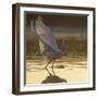 Great Egret (Ardea Alba) Landing on Water, Elbe Biosphere Reserve, Lower Saxony, Germany-Damschen-Framed Photographic Print