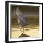 Great Egret (Ardea Alba) Landing on Water, Elbe Biosphere Reserve, Lower Saxony, Germany-Damschen-Framed Photographic Print