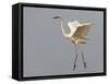 Great Egret (Ardea Alba) Landing, Pusztaszer, Hungary, May 2008-Varesvuo-Framed Stretched Canvas