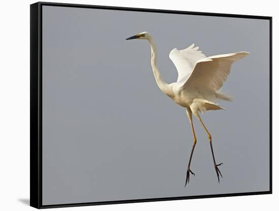 Great Egret (Ardea Alba) Landing, Pusztaszer, Hungary, May 2008-Varesvuo-Framed Stretched Canvas