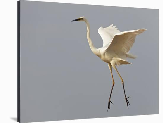 Great Egret (Ardea Alba) Landing, Pusztaszer, Hungary, May 2008-Varesvuo-Stretched Canvas