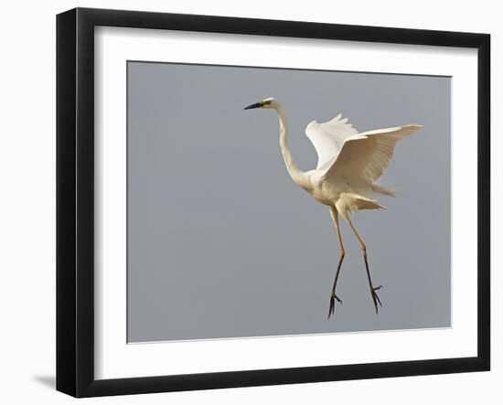 Great Egret (Ardea Alba) Landing, Pusztaszer, Hungary, May 2008-Varesvuo-Framed Photographic Print