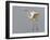 Great Egret (Ardea Alba) Landing, Pusztaszer, Hungary, May 2008-Varesvuo-Framed Photographic Print