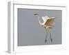 Great Egret (Ardea Alba) Landing, Pusztaszer, Hungary, May 2008-Varesvuo-Framed Photographic Print