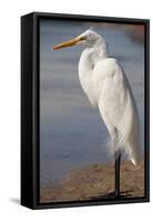 Great Egret (Ardea alba) on Tigertail Beach lagoon, Marco Island, Florida-Kristin Piljay-Framed Stretched Canvas