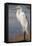 Great Egret (Ardea alba) on Tigertail Beach lagoon, Marco Island, Florida-Kristin Piljay-Framed Stretched Canvas