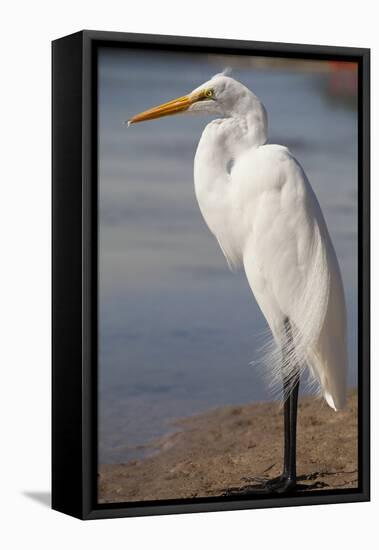 Great Egret (Ardea alba) on Tigertail Beach lagoon, Marco Island, Florida-Kristin Piljay-Framed Stretched Canvas