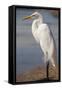 Great Egret (Ardea alba) on Tigertail Beach lagoon, Marco Island, Florida-Kristin Piljay-Framed Stretched Canvas