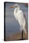 Great Egret (Ardea alba) on Tigertail Beach lagoon, Marco Island, Florida-Kristin Piljay-Stretched Canvas