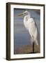 Great Egret (Ardea alba) on Tigertail Beach lagoon, Marco Island, Florida-Kristin Piljay-Framed Photographic Print