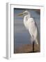 Great Egret (Ardea alba) on Tigertail Beach lagoon, Marco Island, Florida-Kristin Piljay-Framed Photographic Print