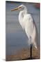 Great Egret (Ardea alba) on Tigertail Beach lagoon, Marco Island, Florida-Kristin Piljay-Mounted Photographic Print