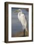 Great Egret (Ardea alba) on Tigertail Beach lagoon, Marco Island, Florida-Kristin Piljay-Framed Photographic Print