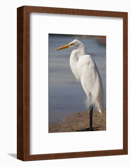 Great Egret (Ardea alba) on Tigertail Beach lagoon, Marco Island, Florida-Kristin Piljay-Framed Photographic Print