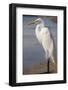 Great Egret (Ardea alba) on Tigertail Beach lagoon, Marco Island, Florida-Kristin Piljay-Framed Photographic Print