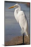 Great Egret (Ardea alba) on Tigertail Beach lagoon, Marco Island, Florida-Kristin Piljay-Mounted Photographic Print