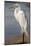 Great Egret (Ardea alba) on Tigertail Beach lagoon, Marco Island, Florida-Kristin Piljay-Mounted Photographic Print