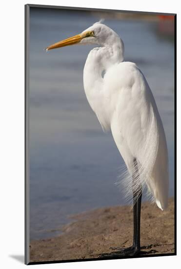 Great Egret (Ardea alba) on Tigertail Beach lagoon, Marco Island, Florida-Kristin Piljay-Mounted Photographic Print