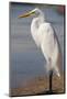 Great Egret (Ardea alba) on Tigertail Beach lagoon, Marco Island, Florida-Kristin Piljay-Mounted Photographic Print