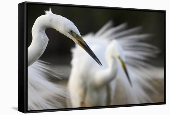 Great Egret (Ardea Alba) Pusztaszer, Hungary, May 2008-Varesvuo-Framed Stretched Canvas