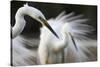 Great Egret (Ardea Alba) Pusztaszer, Hungary, May 2008-Varesvuo-Stretched Canvas