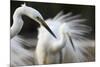 Great Egret (Ardea Alba) Pusztaszer, Hungary, May 2008-Varesvuo-Mounted Photographic Print