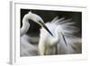 Great Egret (Ardea Alba) Pusztaszer, Hungary, May 2008-Varesvuo-Framed Photographic Print