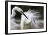 Great Egret (Ardea Alba) Pusztaszer, Hungary, May 2008-Varesvuo-Framed Photographic Print