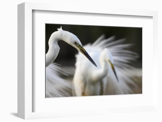 Great Egret (Ardea Alba) Pusztaszer, Hungary, May 2008-Varesvuo-Framed Photographic Print