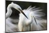 Great Egret (Ardea Alba) Pusztaszer, Hungary, May 2008-Varesvuo-Mounted Photographic Print