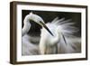 Great Egret (Ardea Alba) Pusztaszer, Hungary, May 2008-Varesvuo-Framed Photographic Print