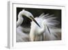 Great Egret (Ardea Alba) Pusztaszer, Hungary, May 2008-Varesvuo-Framed Photographic Print