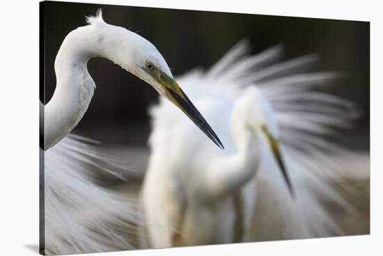 Great Egret (Ardea Alba) Pusztaszer, Hungary, May 2008-Varesvuo-Stretched Canvas